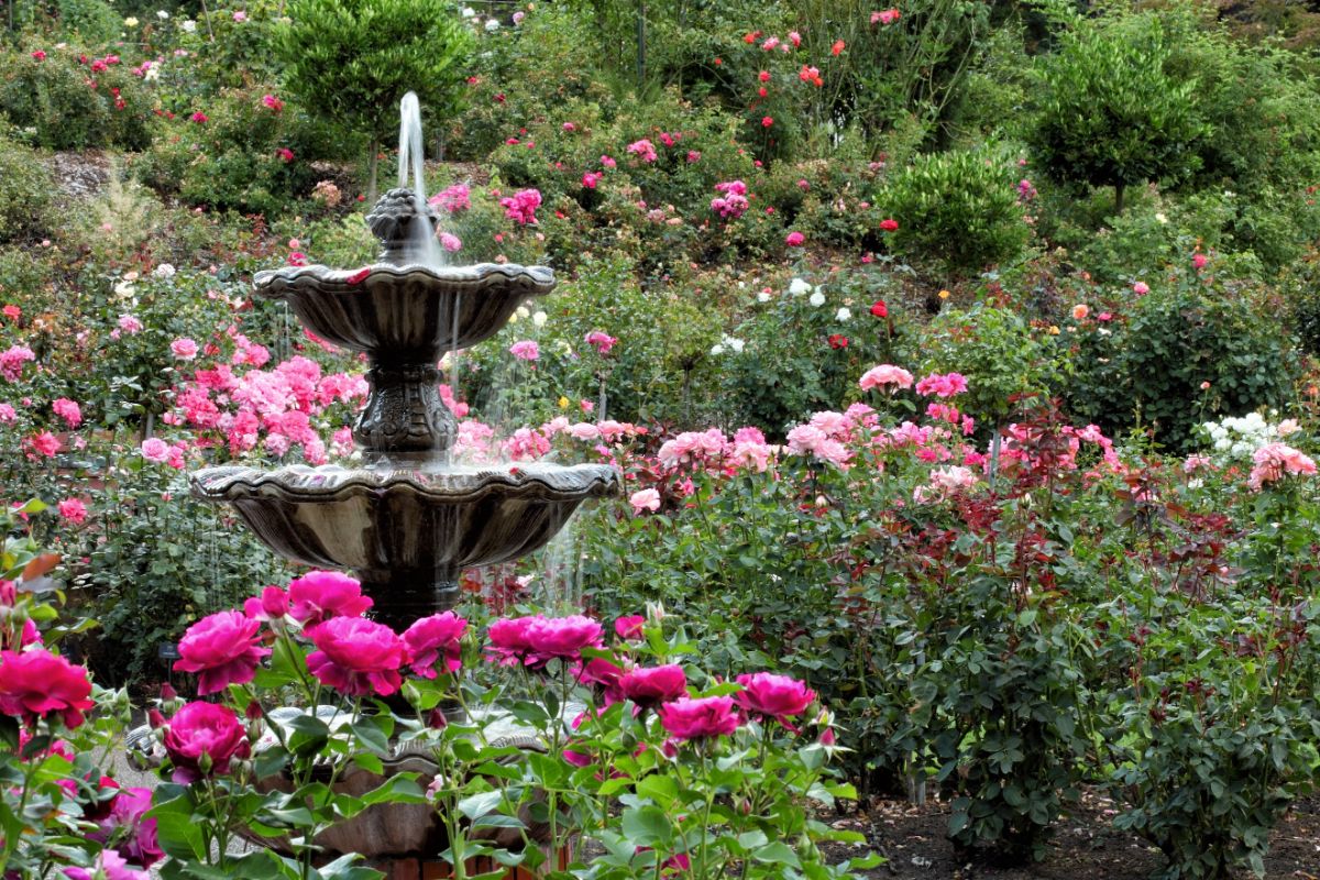 A large and expansive rose garden