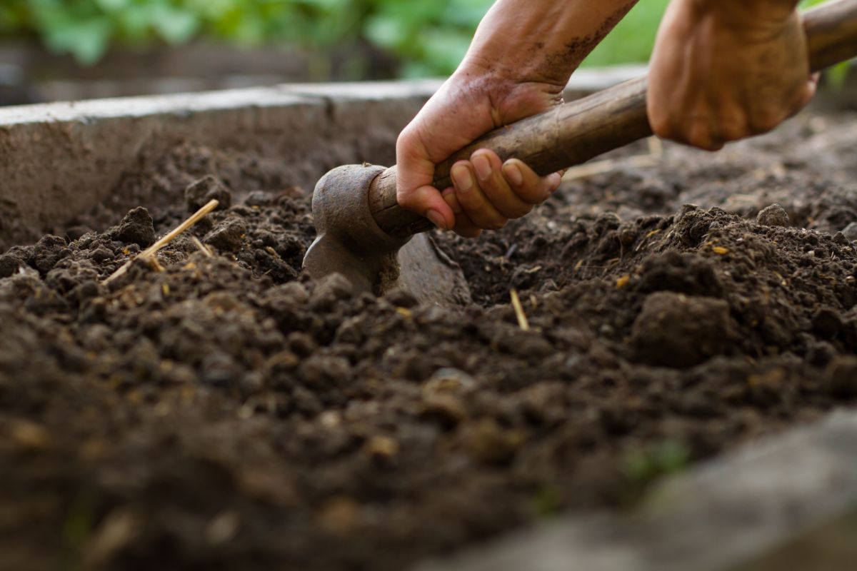 A gardener mixing compost into soil