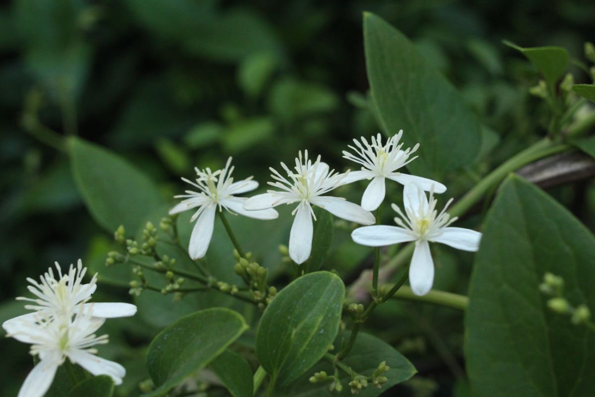 White flowering plants attract bat food