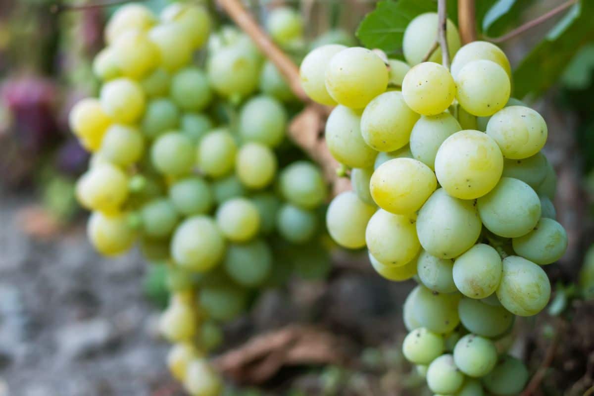 Green Niagara grapes