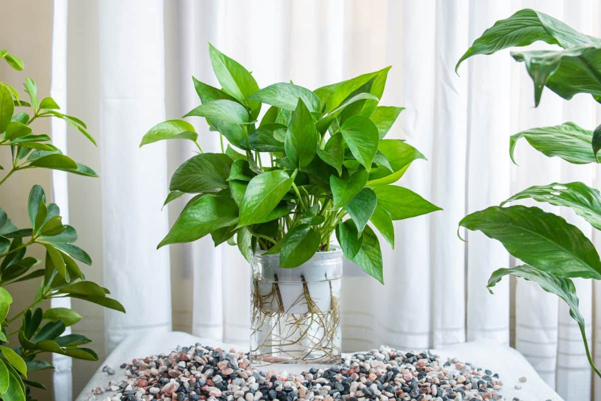 Pothos plants kept in a water vase