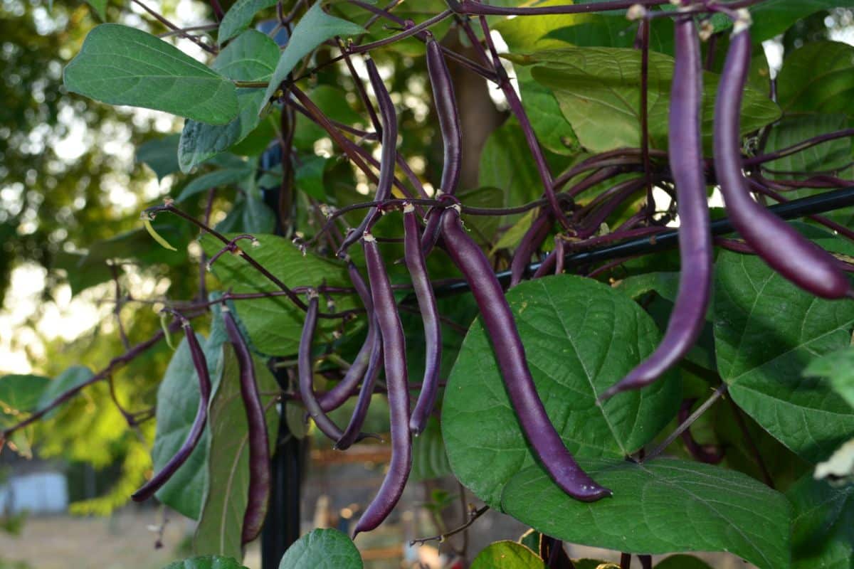 An impressive crop of purple beans on the vine