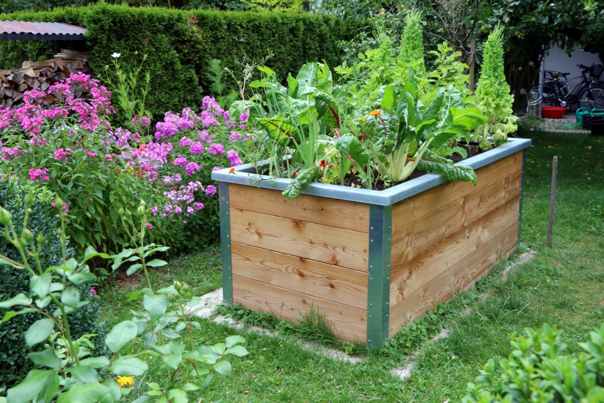 A raised bed garden in the middle of a yard