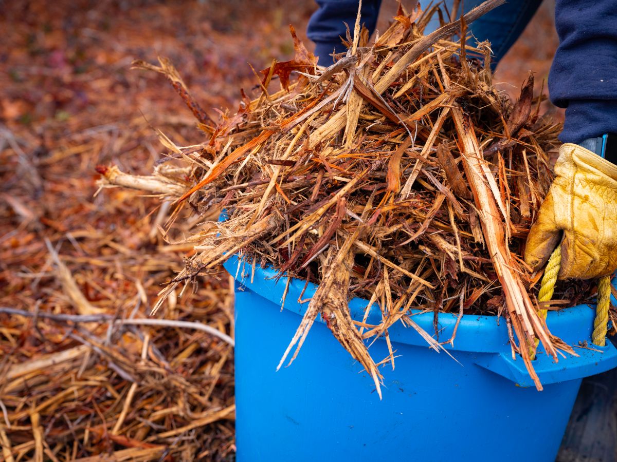 A person spreading cedar wood mulch