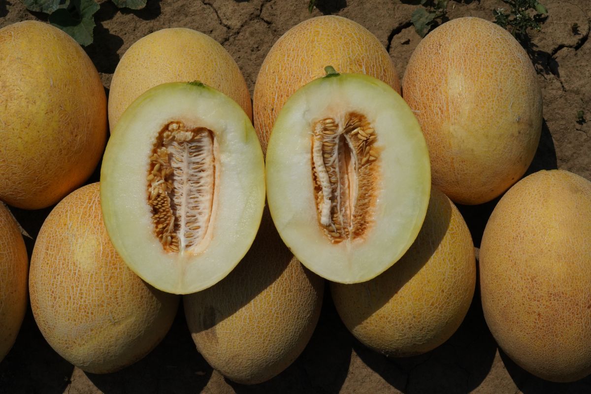 Fresh ananas melons with one cut in half