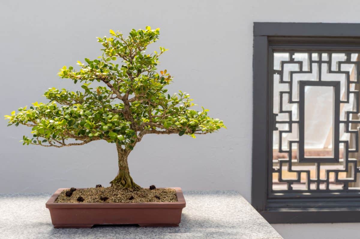 A bonsai tree formed from a boxwood bush