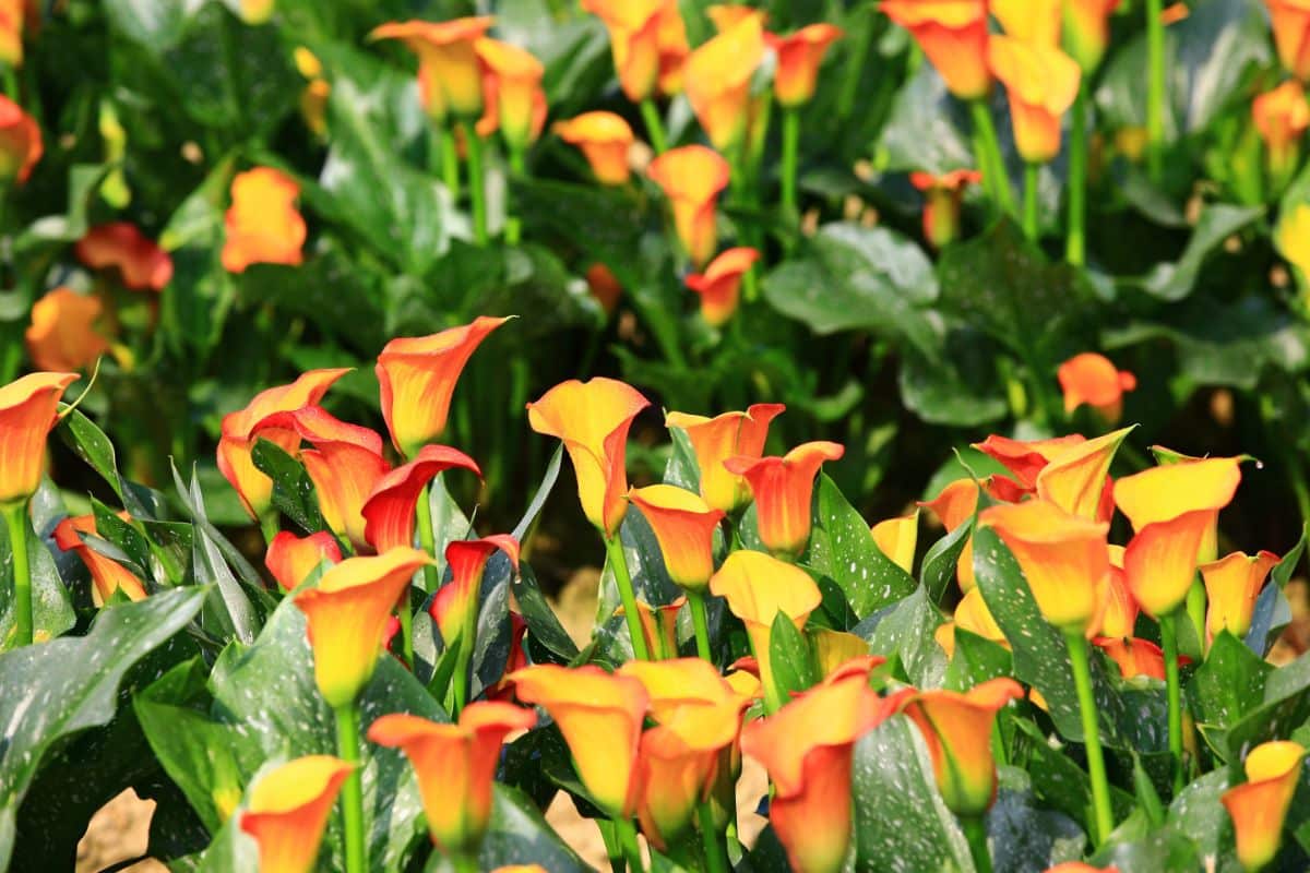 Orange calla lilies with speckled leaves