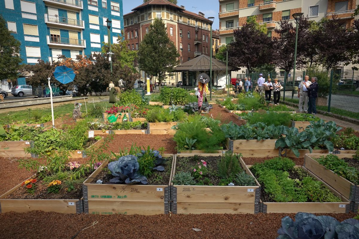 A community garden using raised beds