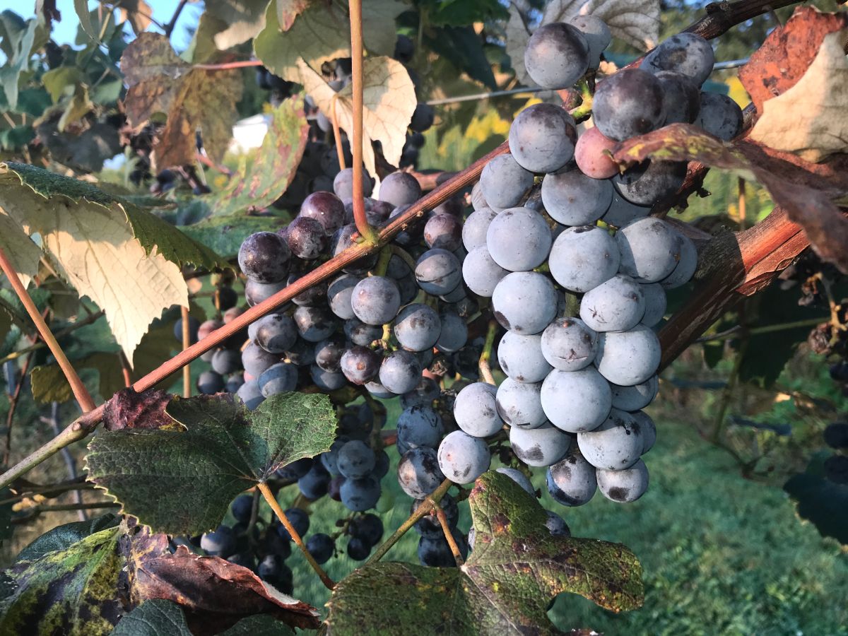 Concord grapes developed in Massachusetts