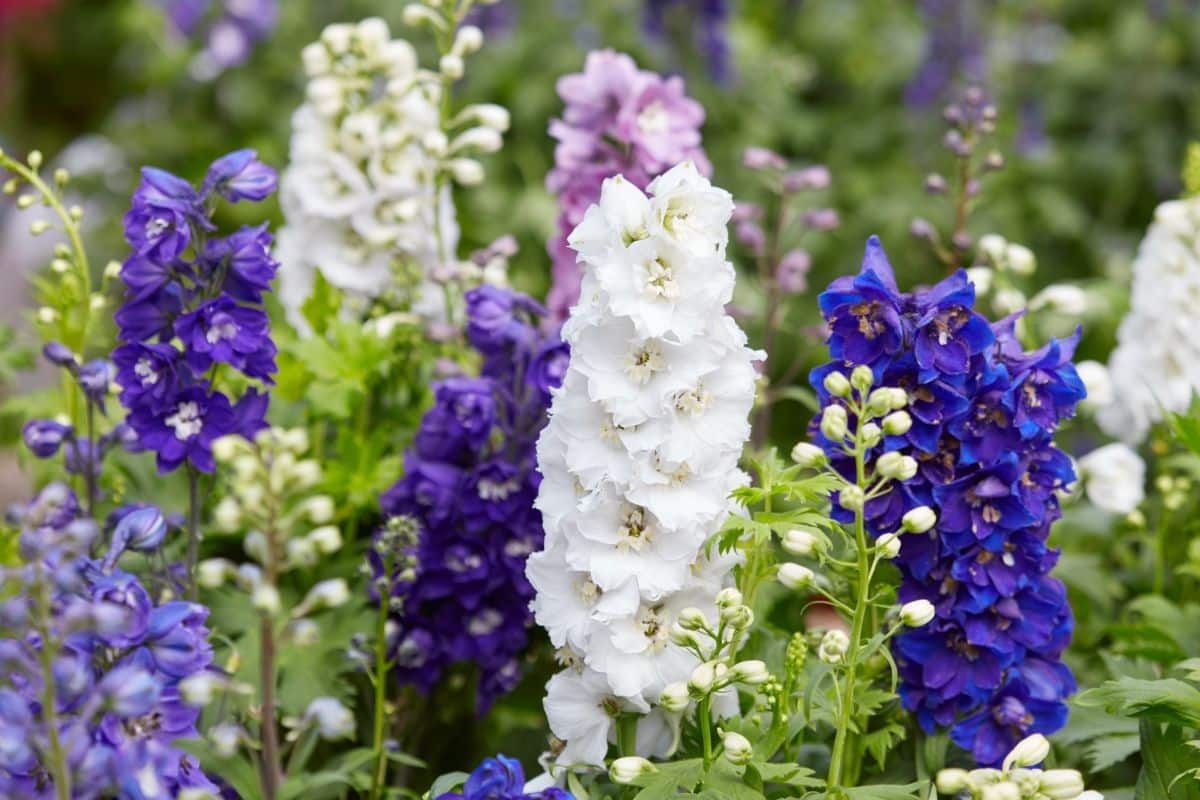 White and blue hued delphinium flowers