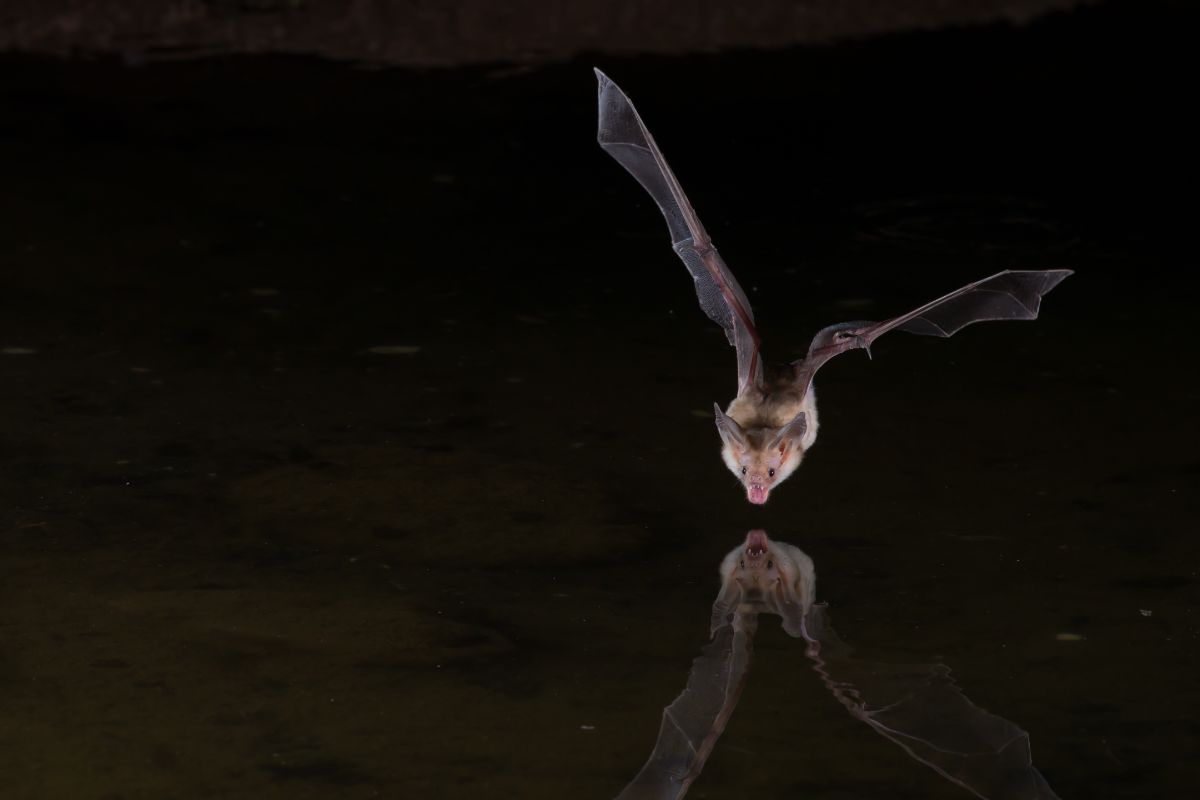 A bat skims to take a drink of water