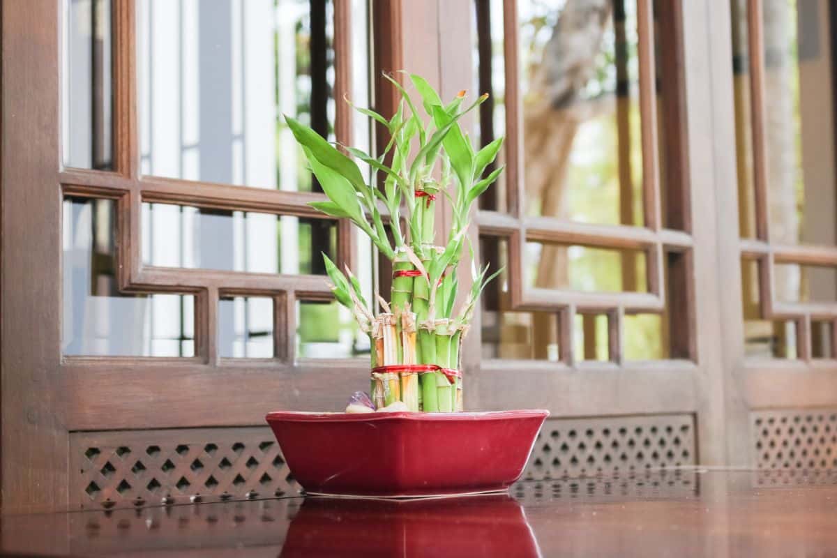 A potted lucky bamboo plant
