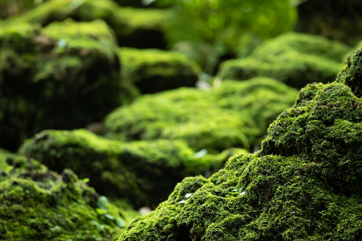 Moss growing on rocks in a Japanese garden