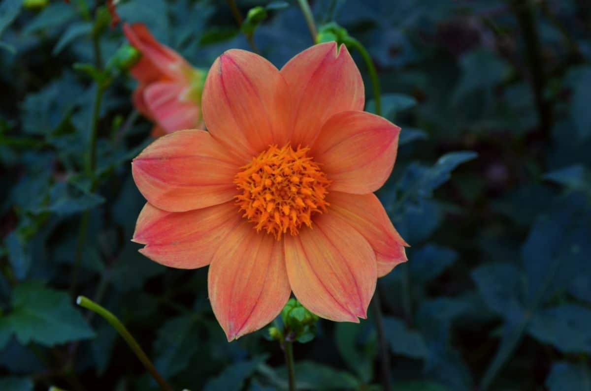 Coral pink dahlia flowers