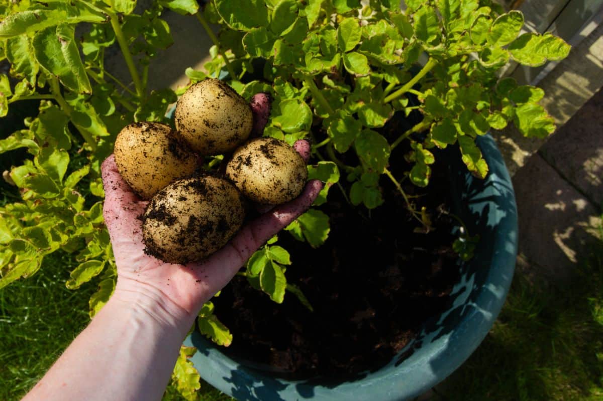Potatoes grown in a container garden