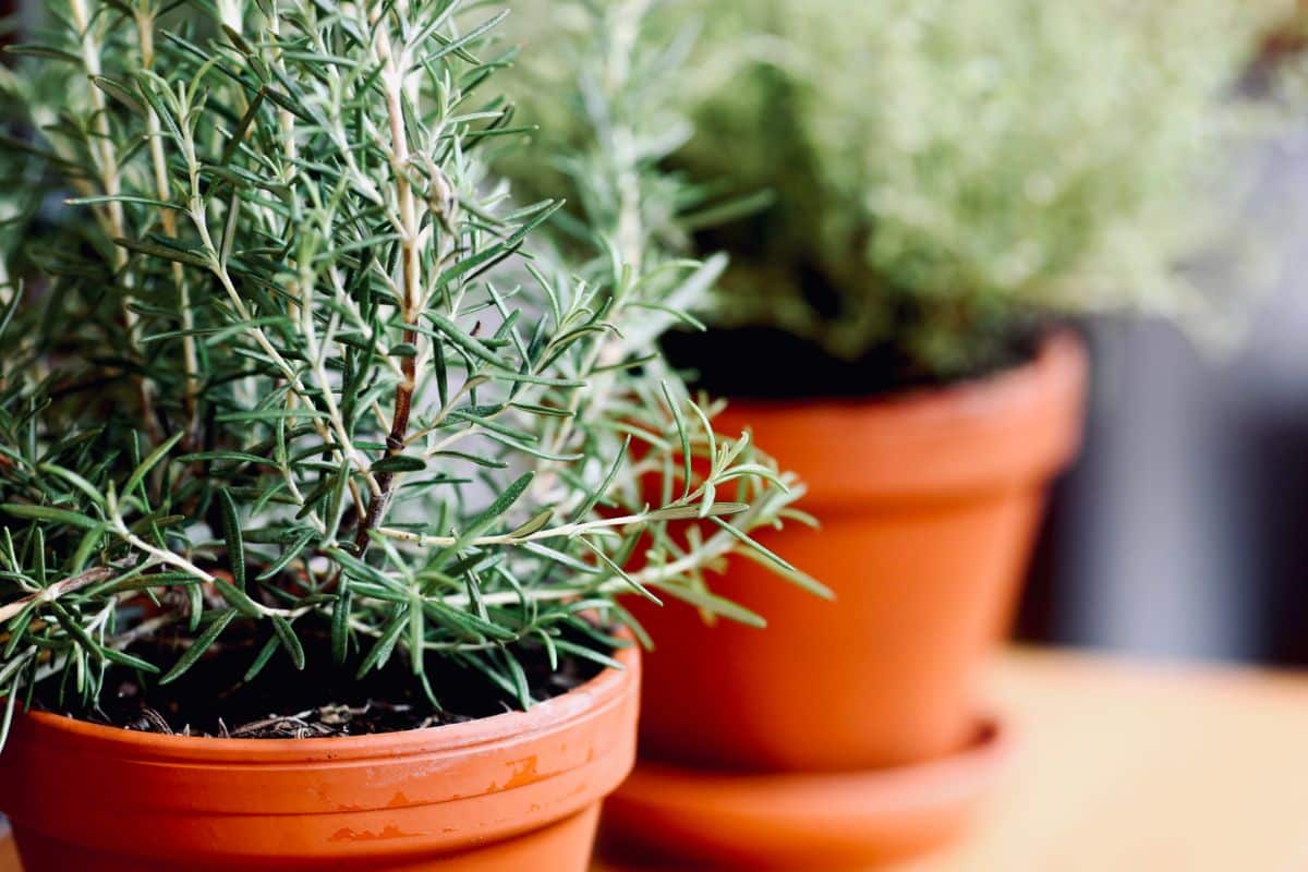 Rosemary, a mosquito-repelling herb