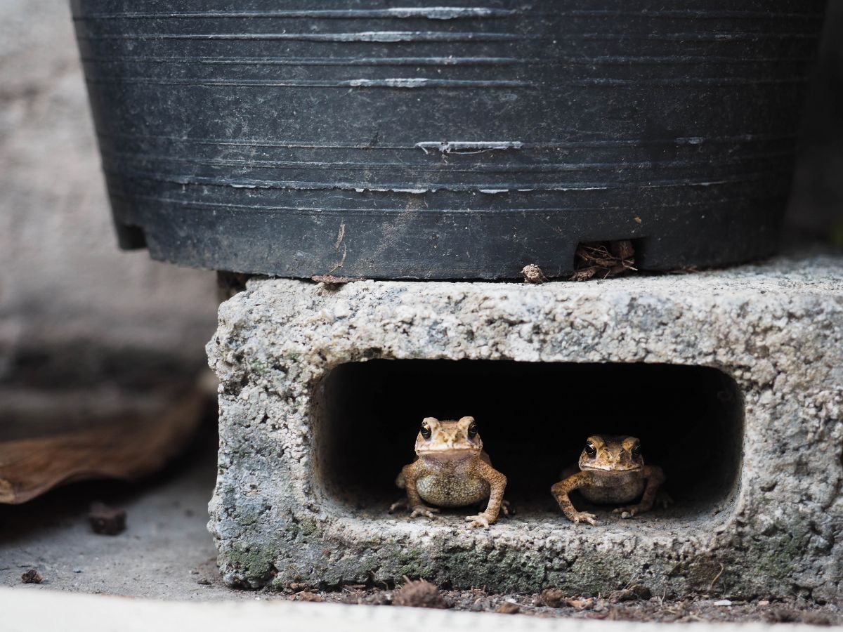 Frogs, natural mosquito predators