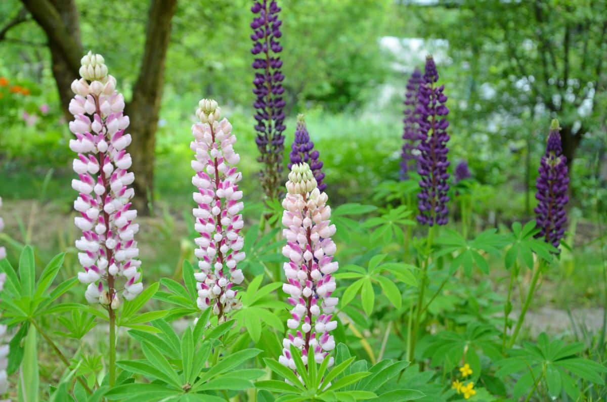 Lupine, a legume that benefits from inoculation