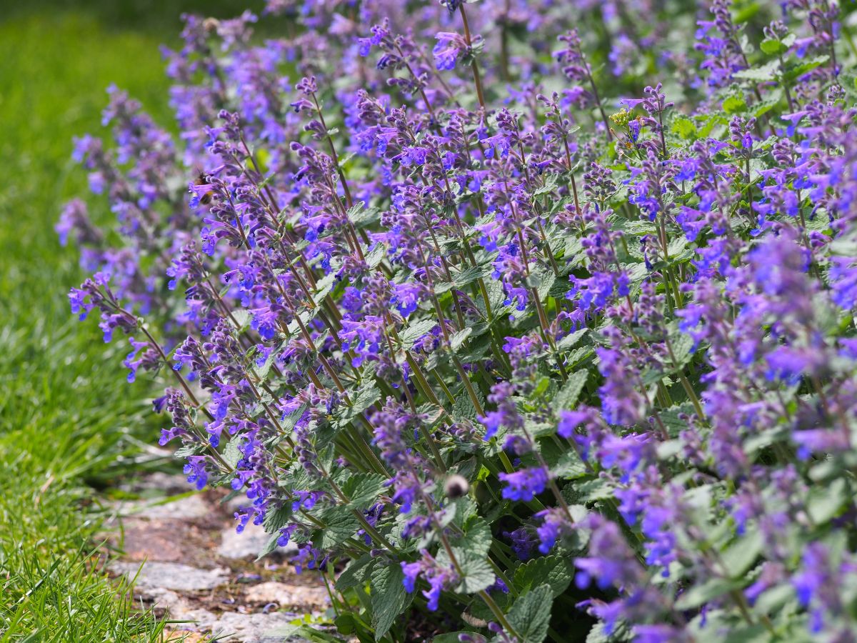 Purple flowering catmint with silvery leaves