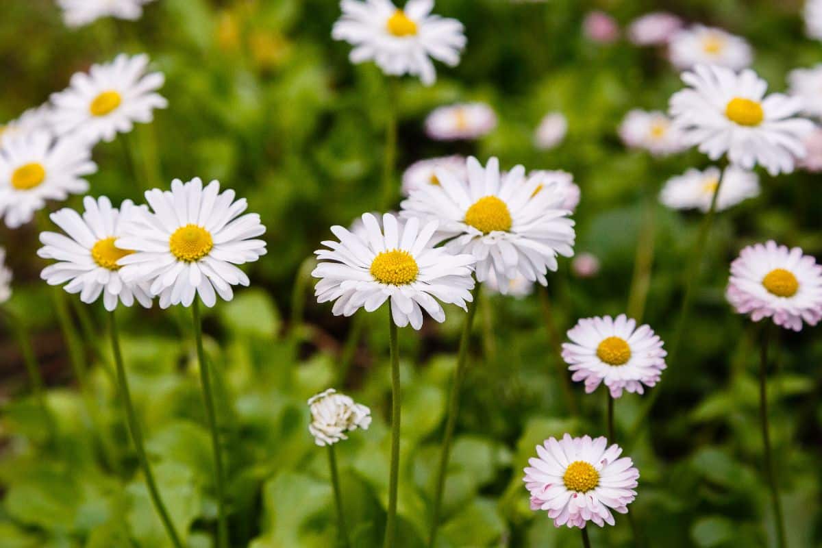 White daisies with yellow centers