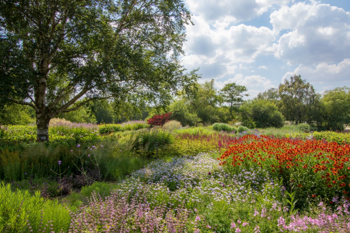 A diverse and thriving planting of native perennials