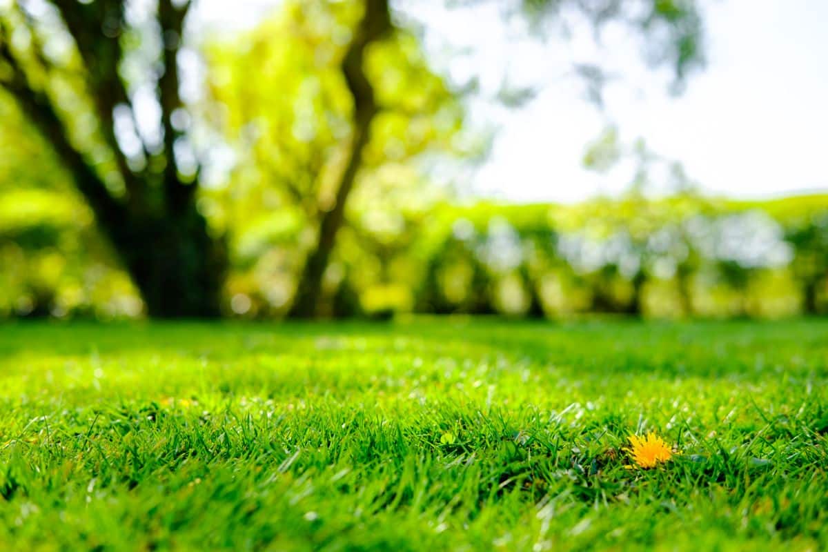 A stretch of level ground on a lawn