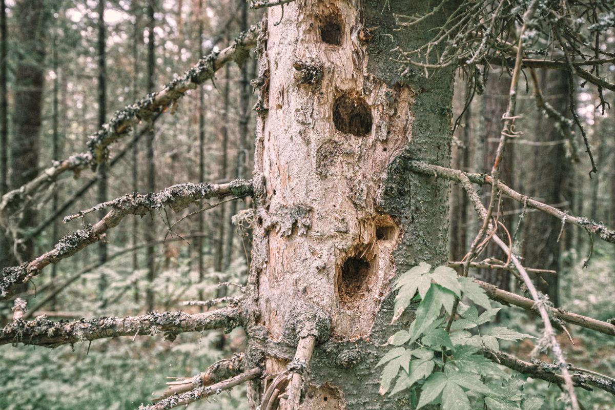 A snag tree with holes is housing for a bat