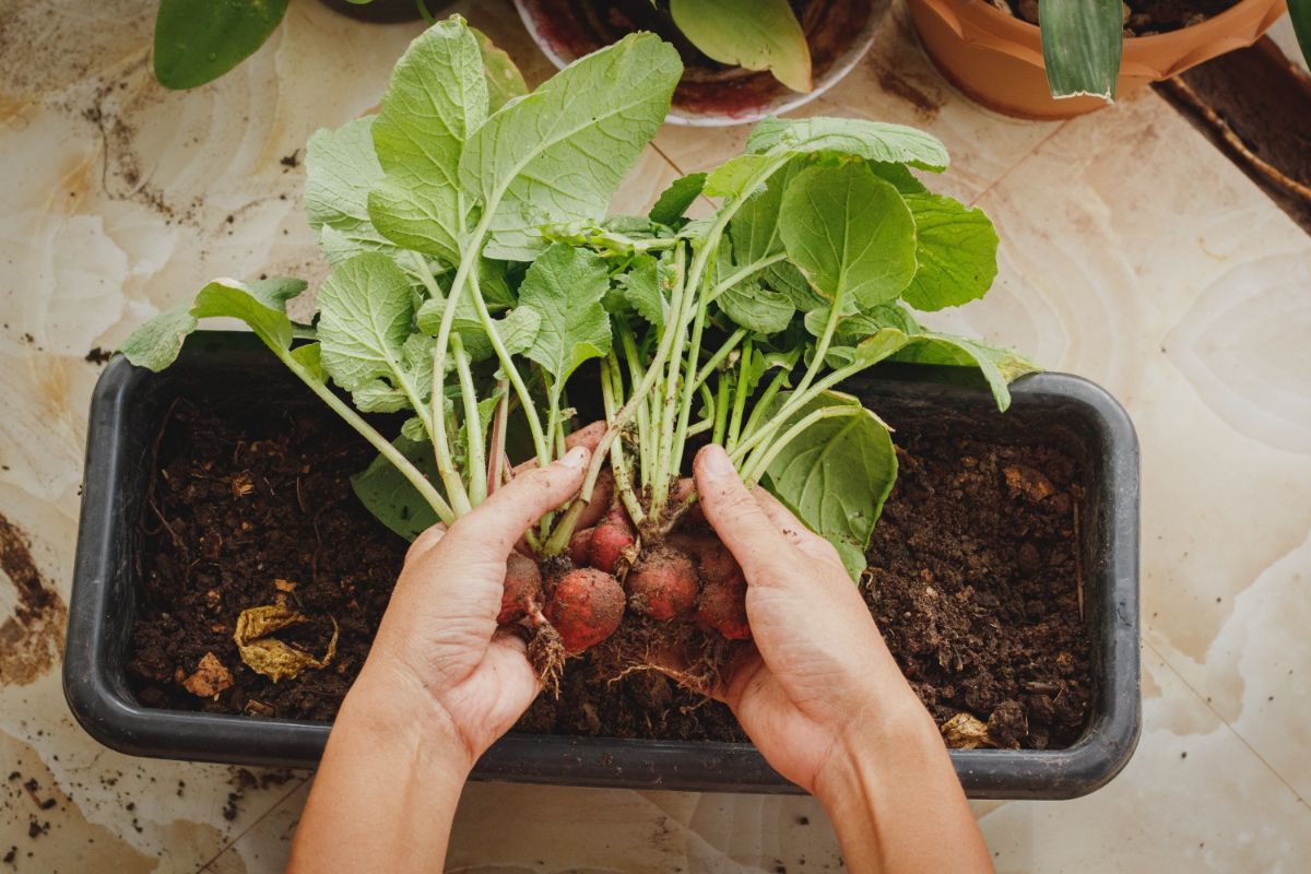 Radishes grown in a container garden