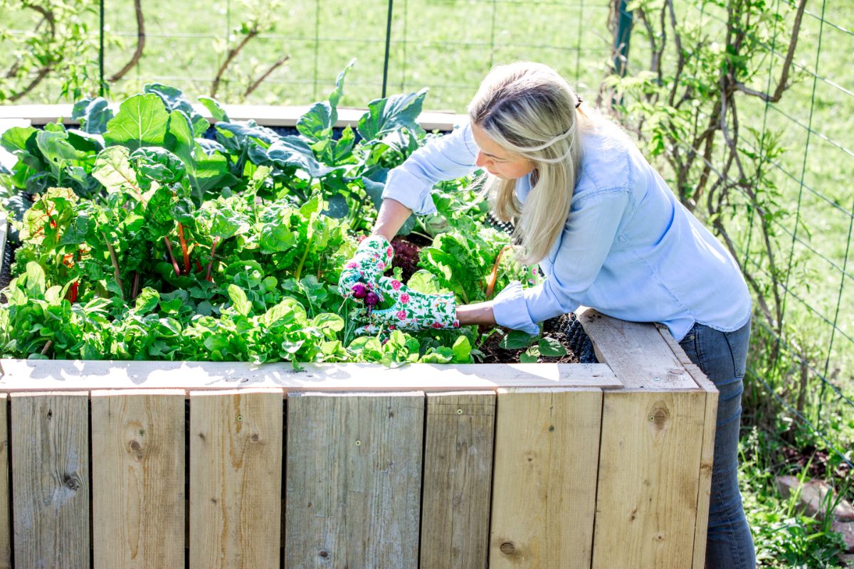 A gardener reaching in to maintain a raised bed garden