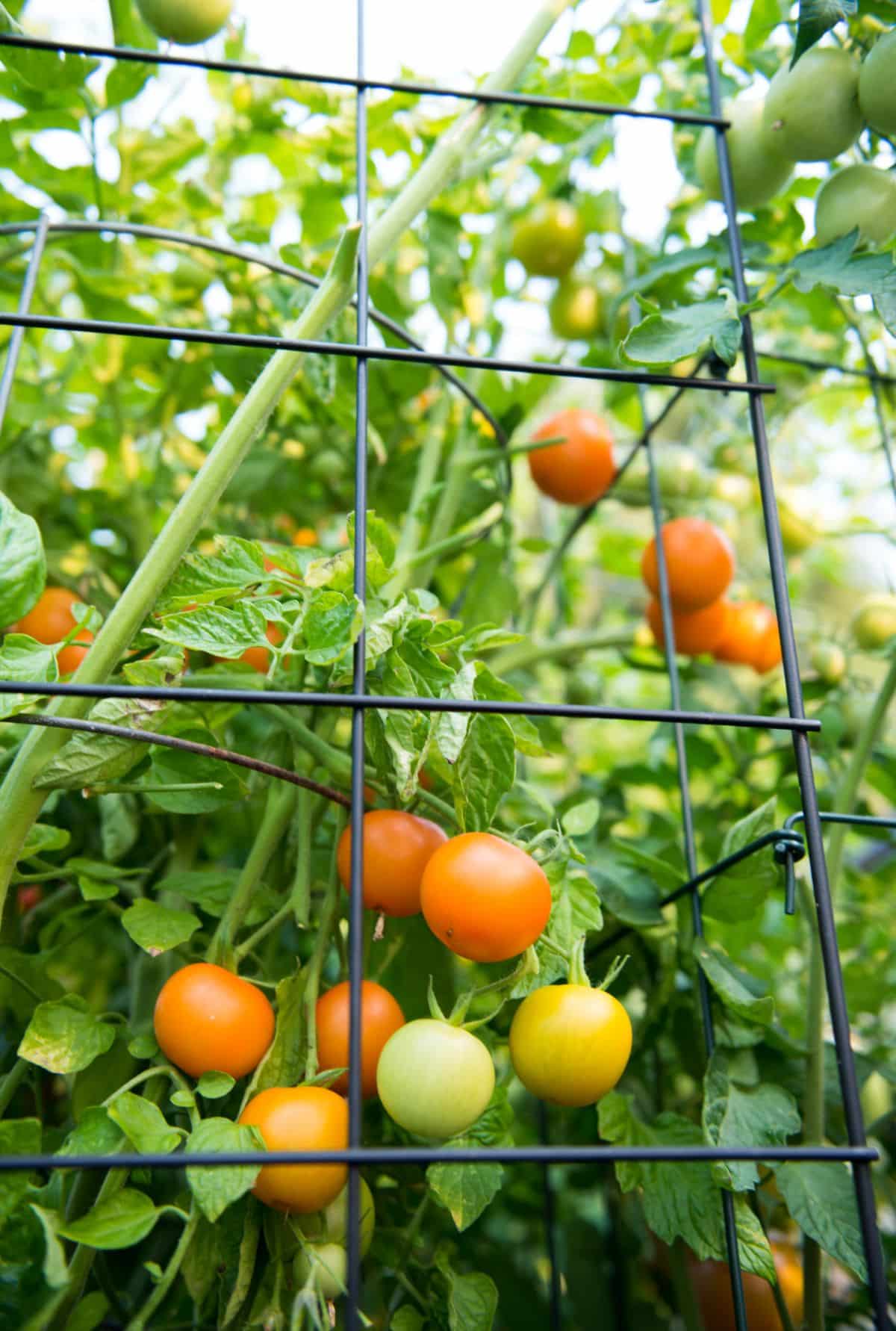 Multi-purpose tomatoes mean fewer plants to grow.