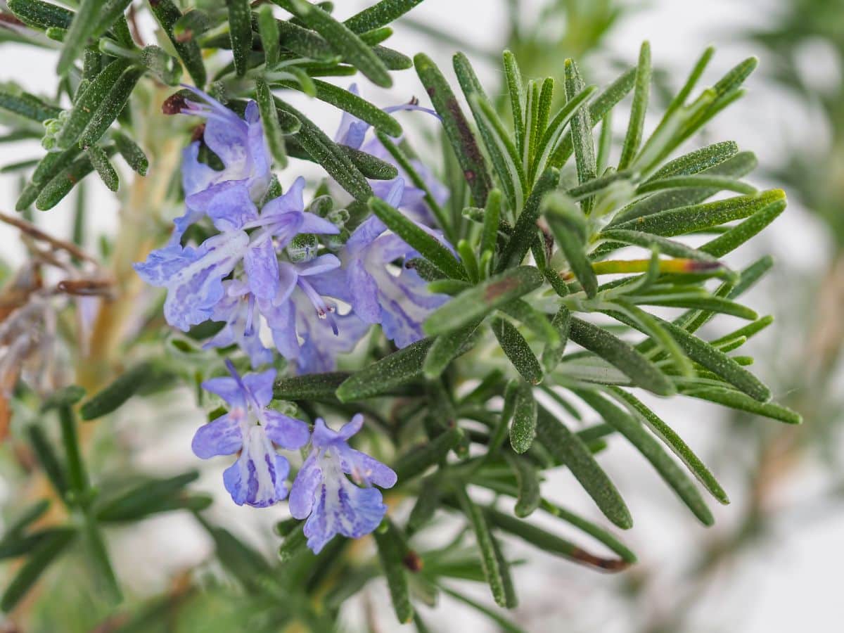 Rosemary for shaping into a bonsai tree