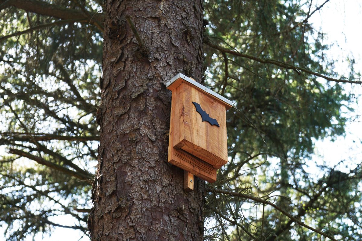 A bat house hangs in a tree