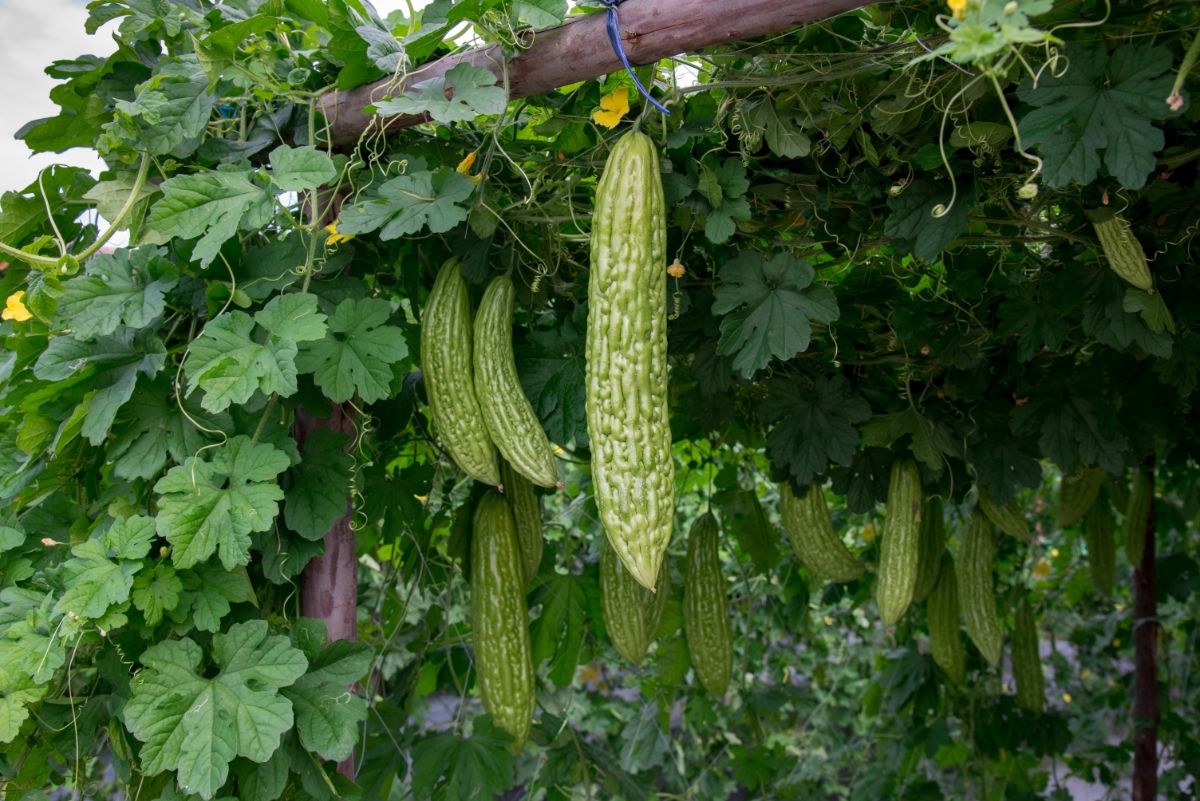 Warty bitter melon growing on a garden trellis