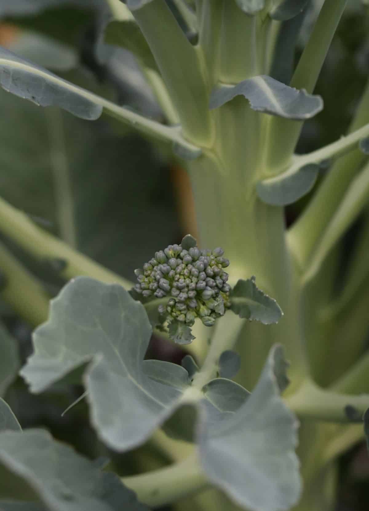 There is no need to pull broccoli after the main head is cut. It will continue to produce.