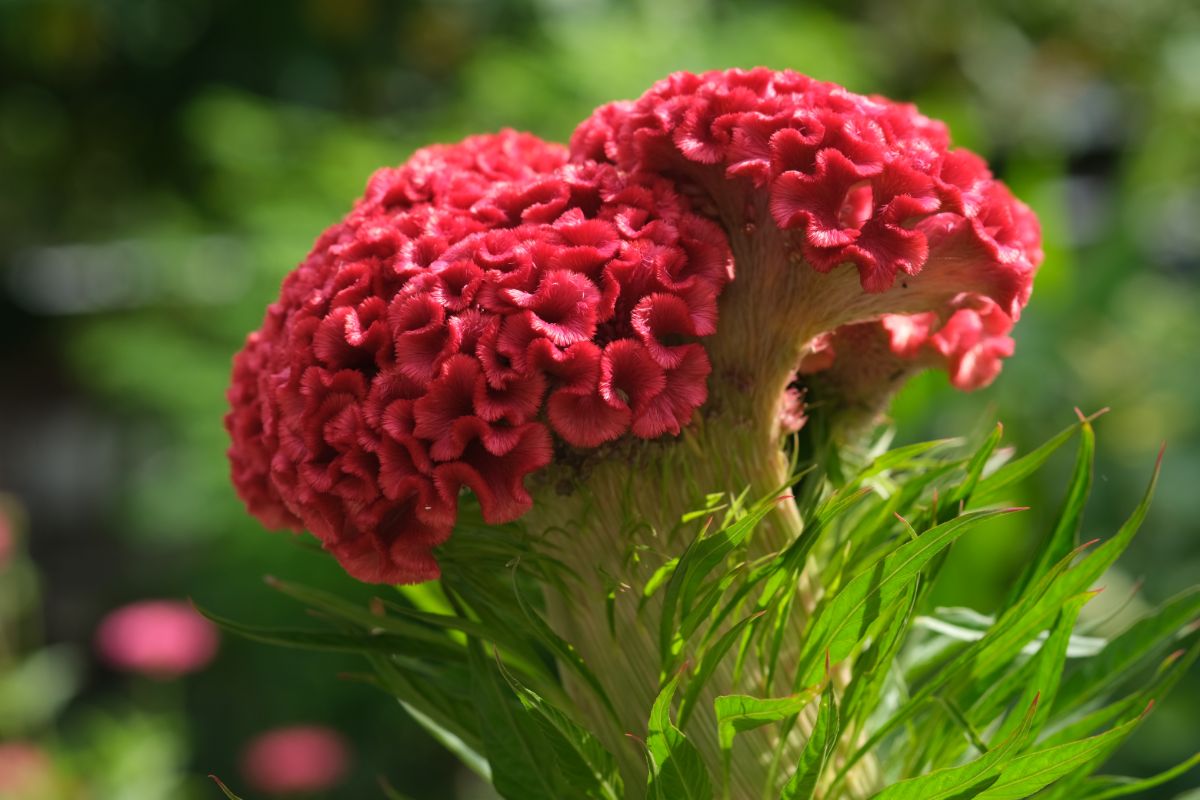 Red celosia flowering in a cut flower garden