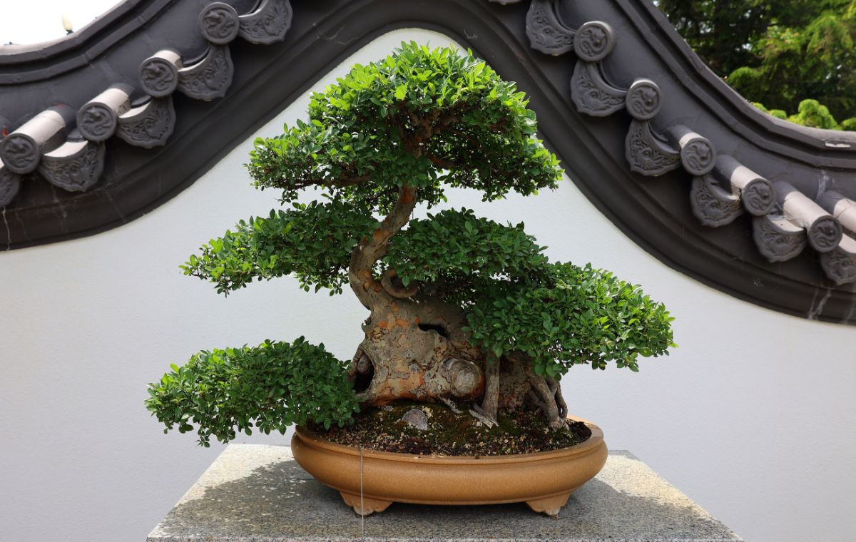 Chinese elm bonsai tree