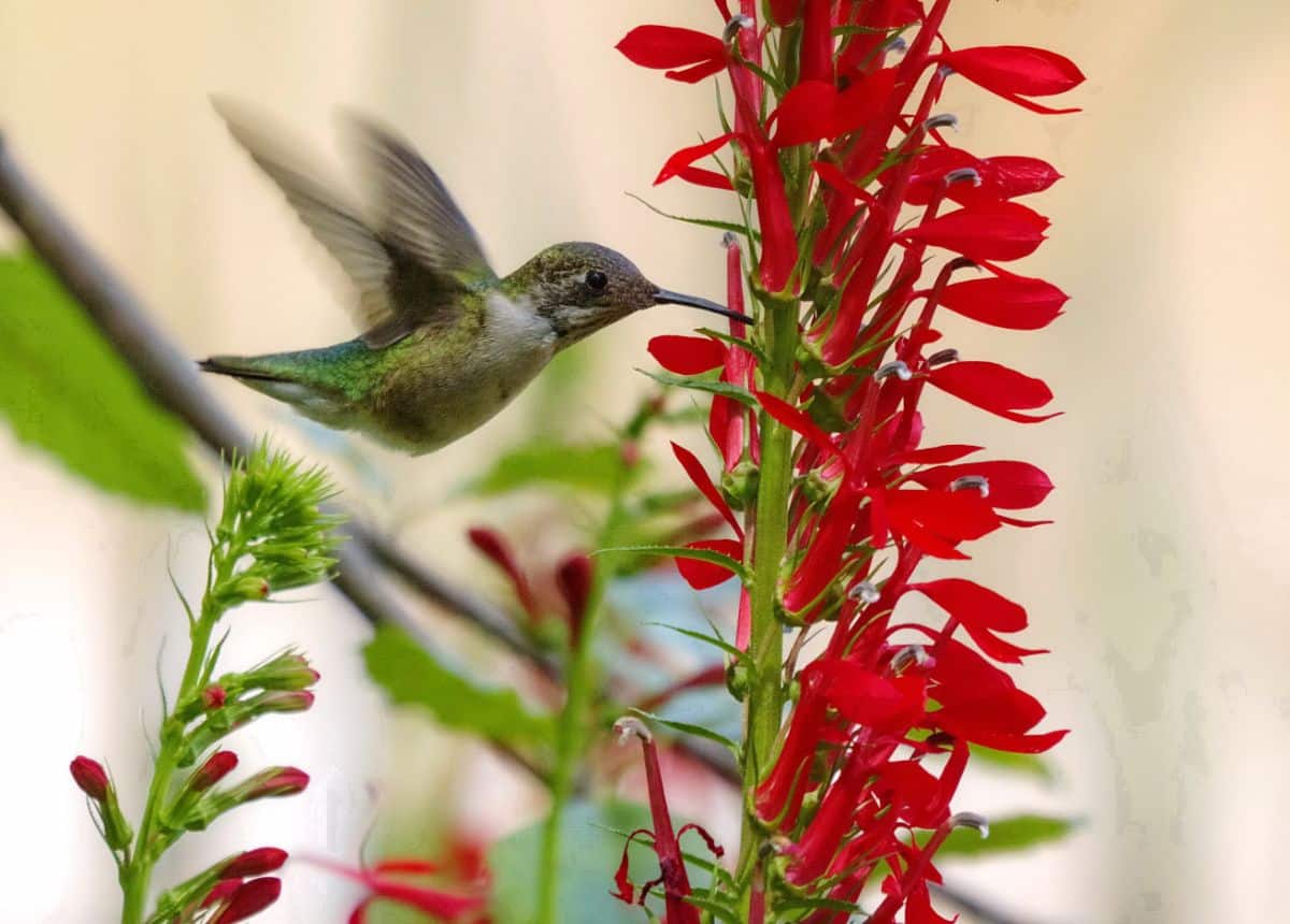 A hummingbird drawn to a native flowering plant