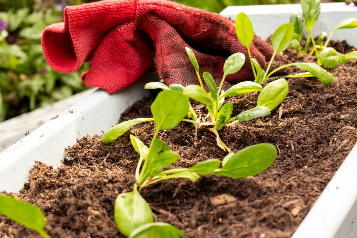 Leafy greens grown in a container garden