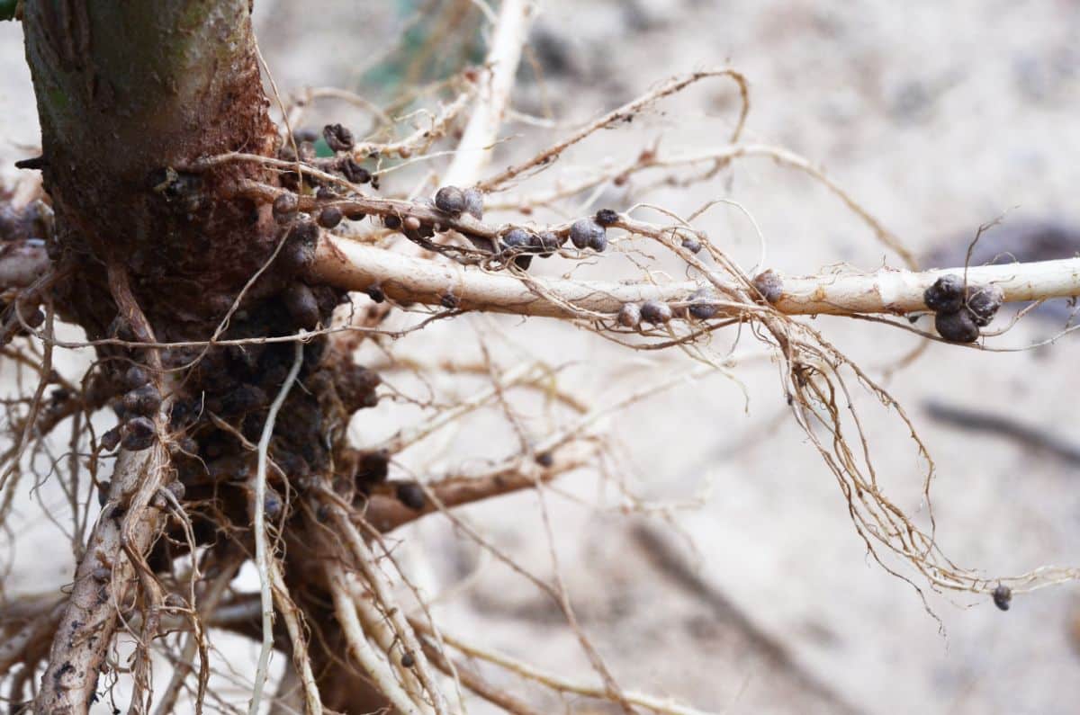 Nodules on legume roots indicate successful inoculation