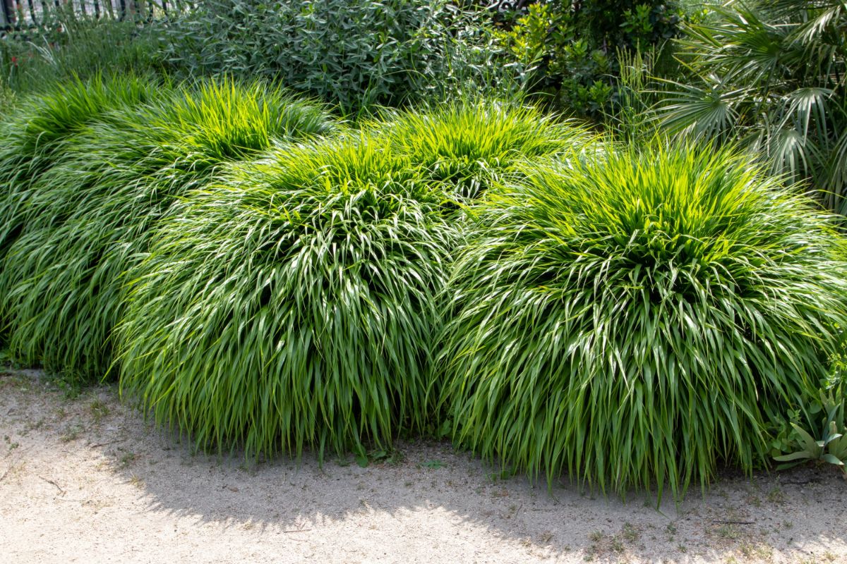Large clumps of ornamental grass in a Japanese garden