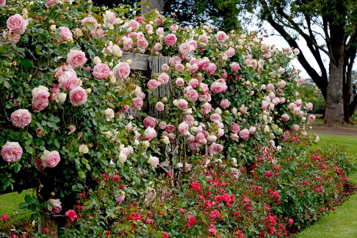 Various colored pink roses, bush and climbing varieties
