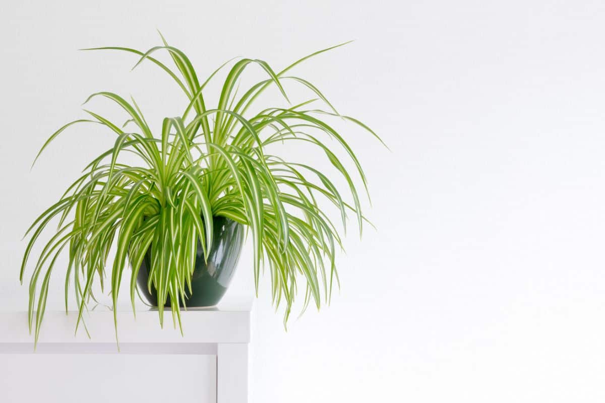 A large potted spider plant in an office