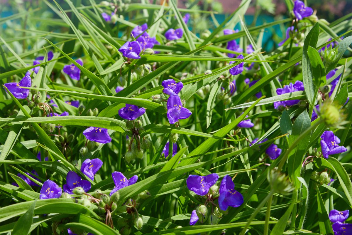Purple flowering spiderwort