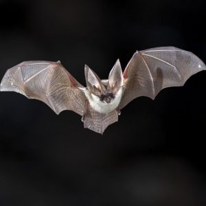 A flying bat in the dark.