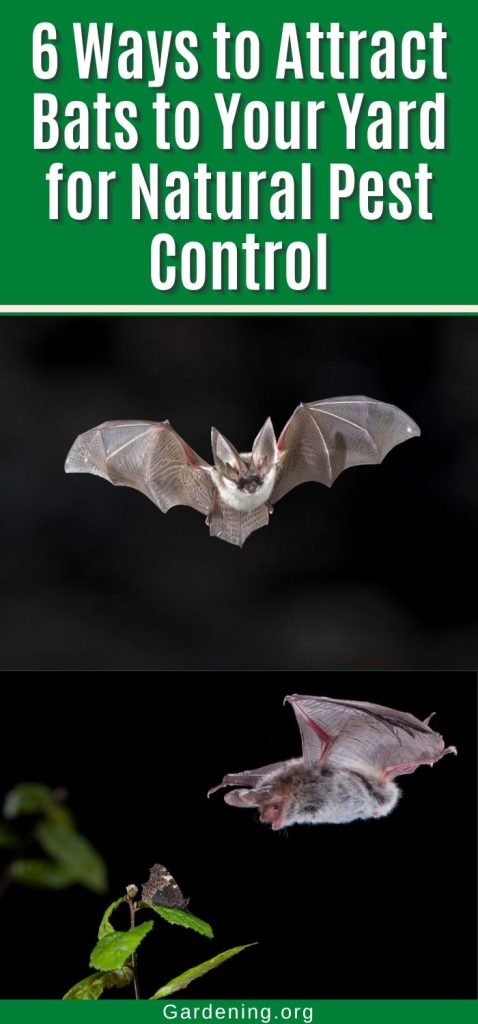 6 Ways to Attract Bats to Your Yard for Natural Pest Control pinterest image.