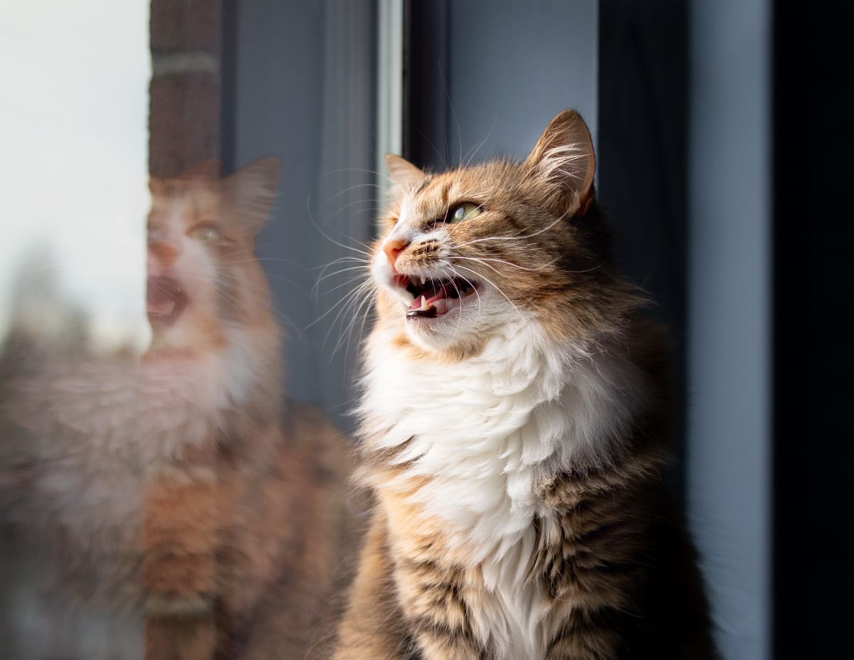 A cat meows at a window