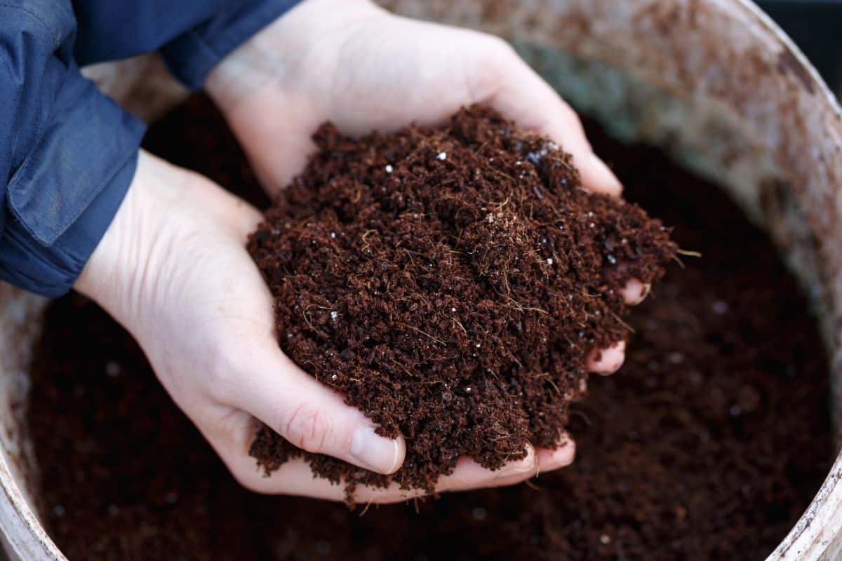 Compost being applied as a garden mulch