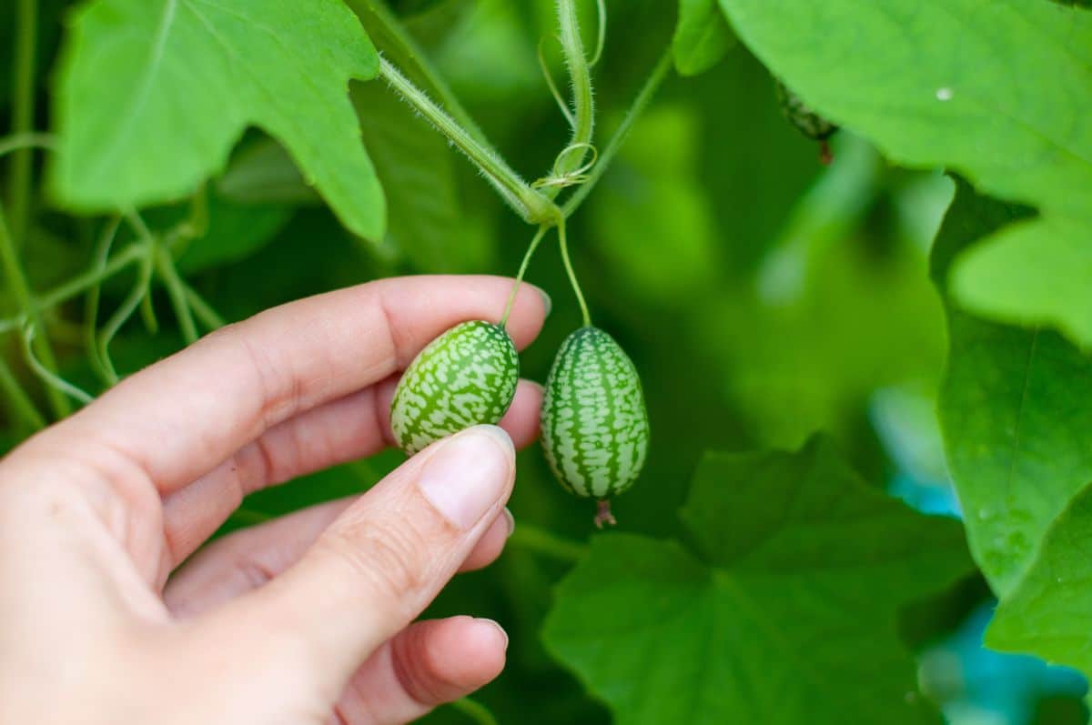 A hand picking a cucamelon from a vine