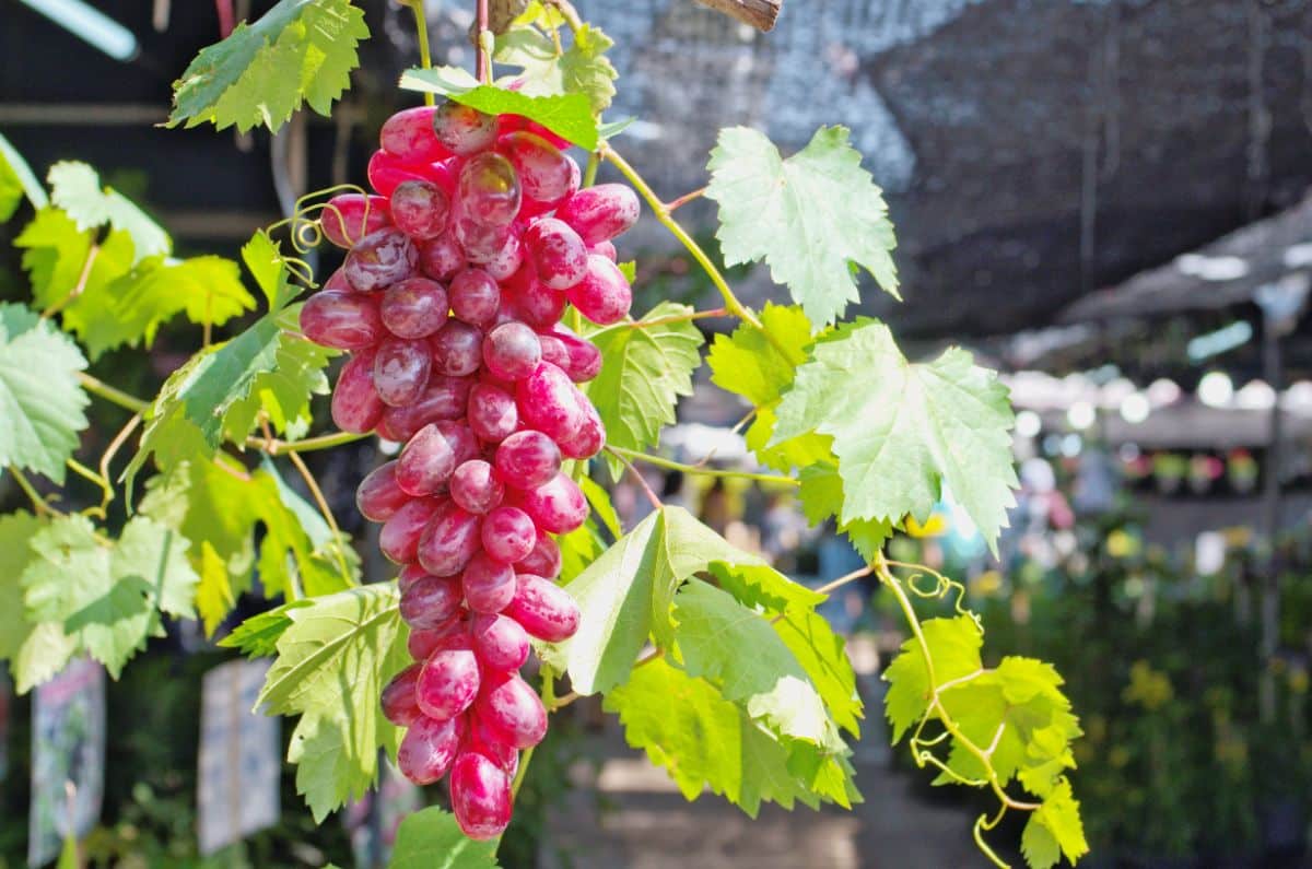 Red Flame seedless table grapes on the vine