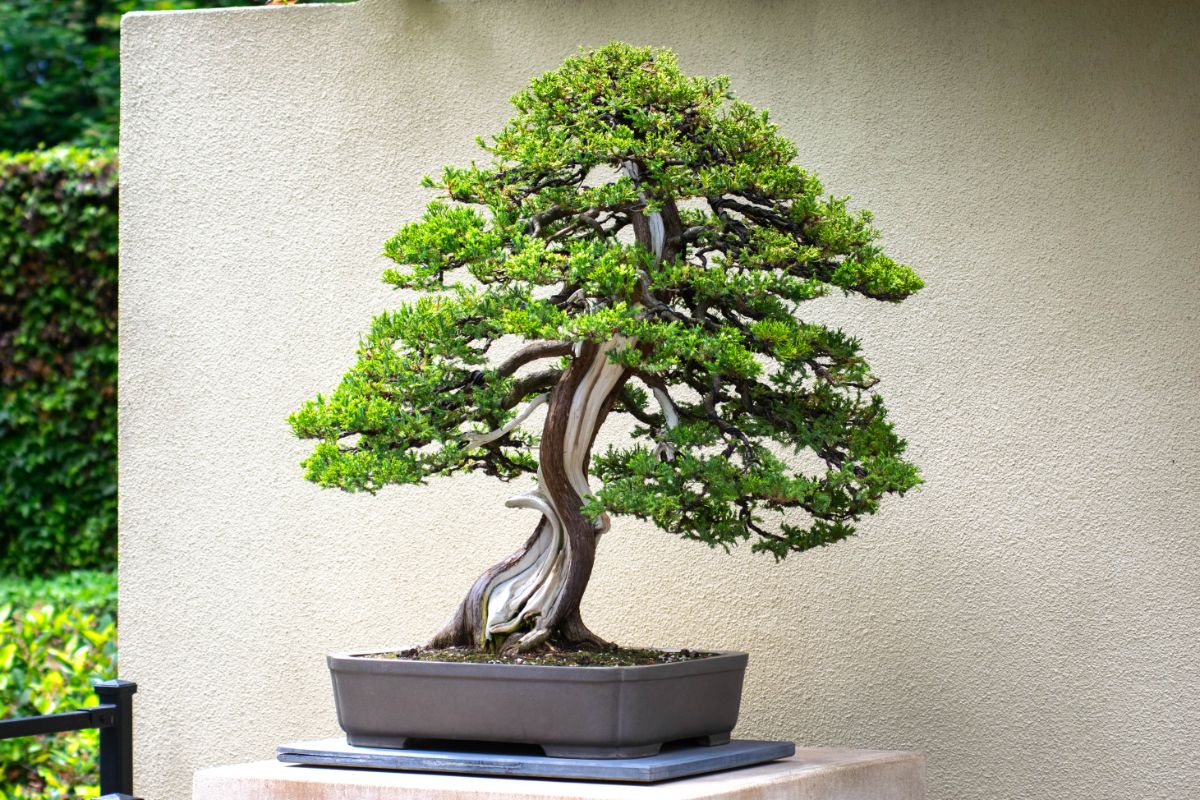 Juniper formed into a bonsai plant